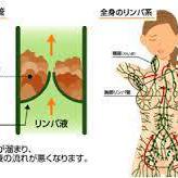 デトックスに大切な肝臓の働き！！