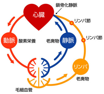 血液とリンパ液の循環図