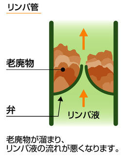 リンパ管の構造