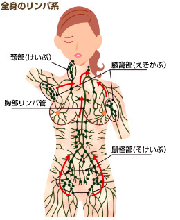 全身のリンパ系紹介図