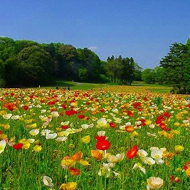 5月のお休みです。